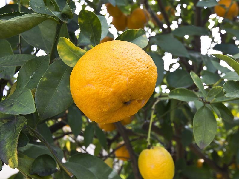 12 Driver Way, Bull Creek WA 6149