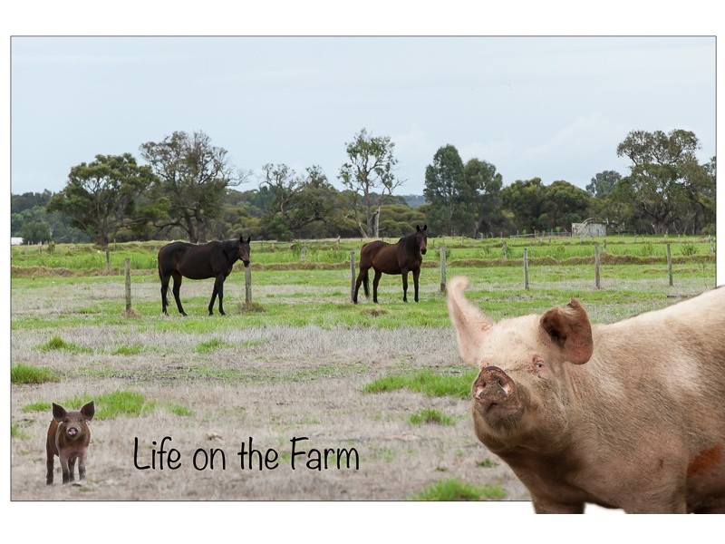 549 St Albans Road, Baldivis WA 6171