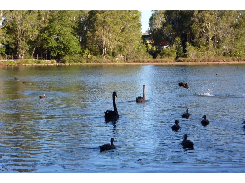 15 Woodland Crt, Murrumba Downs QLD 4503