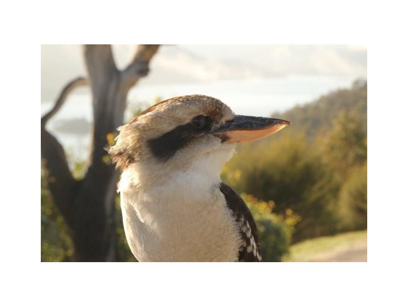 5 Spade Cove-Left Arm Road Taylor Bay, Eildon VIC 3713