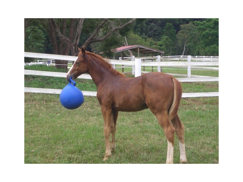 91 Petsch Creek Road, Tallebudgera Valley QLD 4228