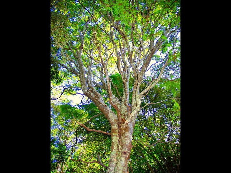 75 Gilward Drive, Mudgeeraba QLD 4213