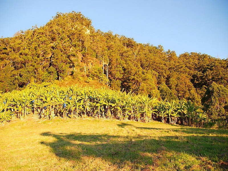 335 Petsch Creek Road, Tallebudgera Valley QLD 4228