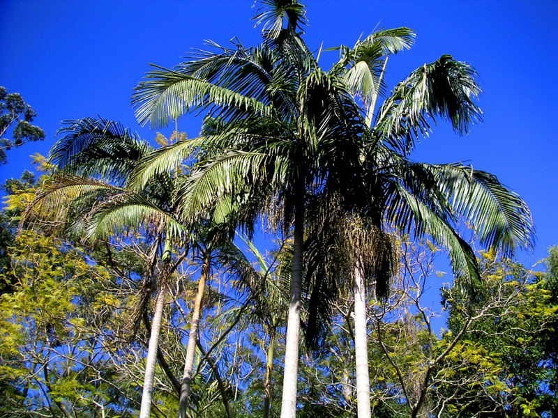 309 Petsch Creek Road, Tallebudgera Valley QLD 4228