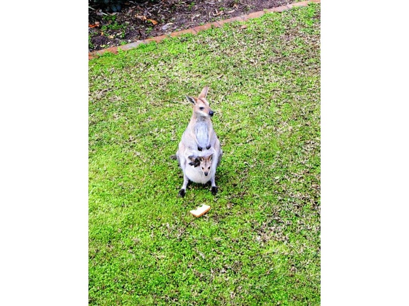 4 Tallow Wood Court, Mount Cotton QLD 4165