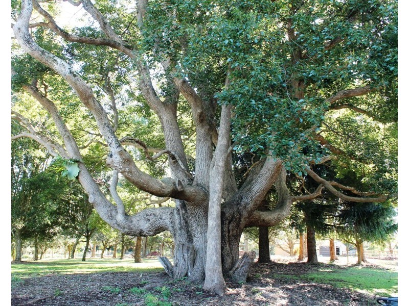 80 to 82 Benowa Street, Tamborine Mountain QLD 4272