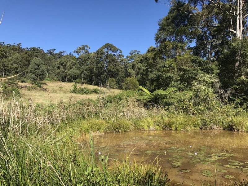 905G Main Western Rd, Tamborine Mountain QLD 4272