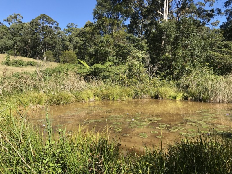 905G Main Western Rd, Tamborine Mountain QLD 4272