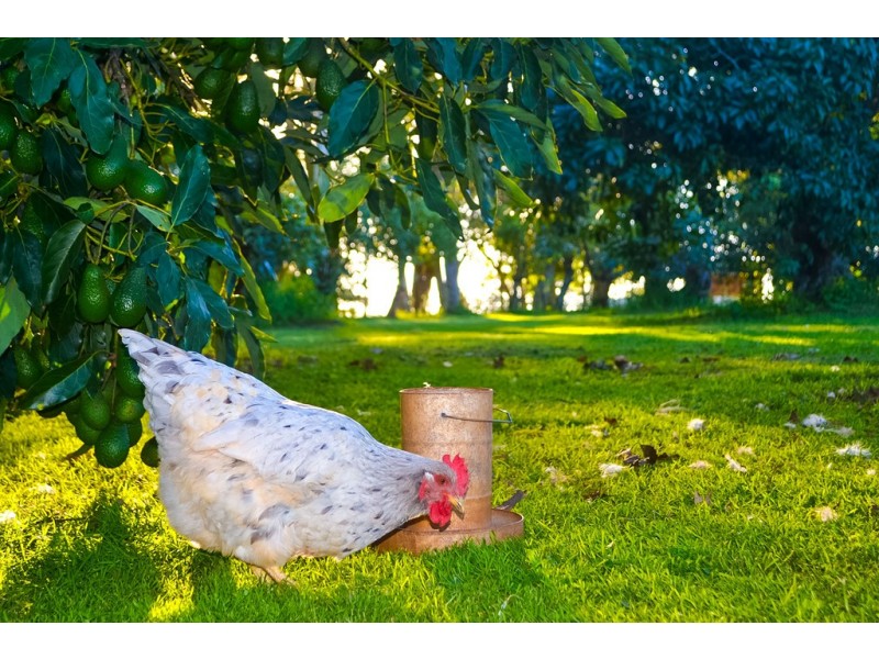 332 Main Western Road, Tamborine Mountain QLD 4272