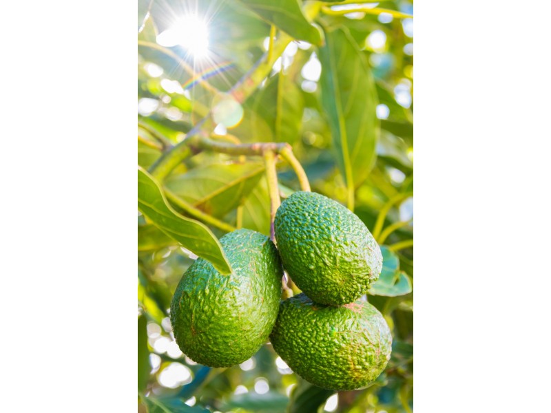 332 Main Western Road, Tamborine Mountain QLD 4272