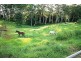 Tamborine Mountain QLD 4272