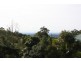 Tamborine Mountain QLD 4272