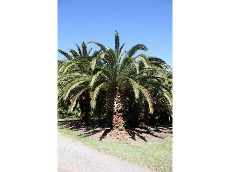 74 Hazel Road, Tamborine QLD 4270