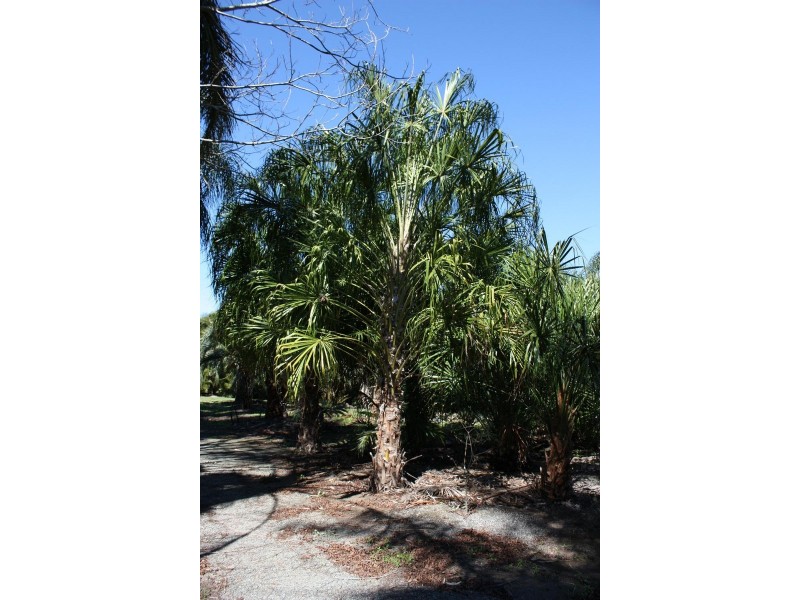 74 Hazel Road, Tamborine QLD 4270