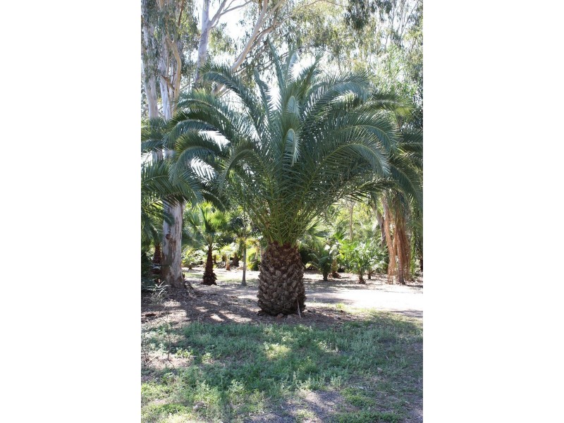 74 Hazel Road, Tamborine QLD 4270