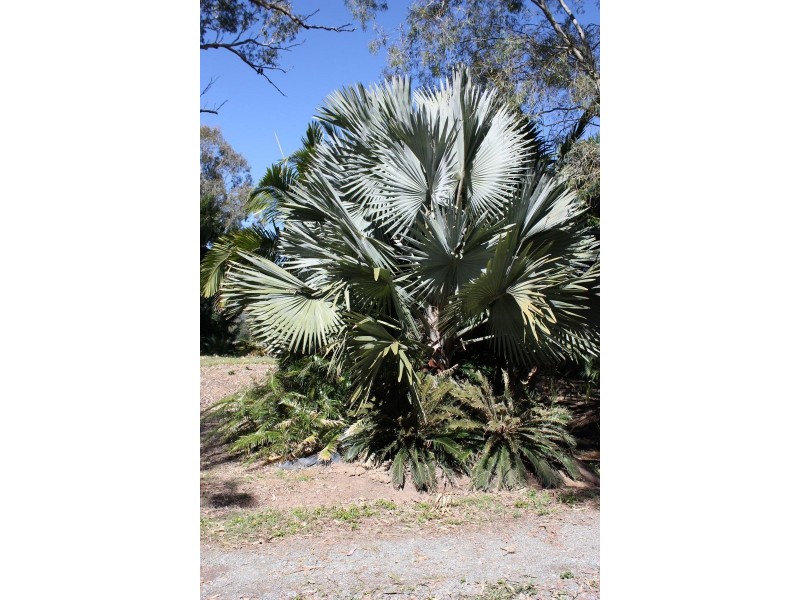 74 Hazel Road, Tamborine QLD 4270