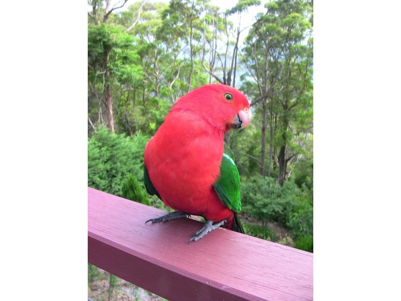226 Beacon Road, Tamborine Mountain QLD 4272
