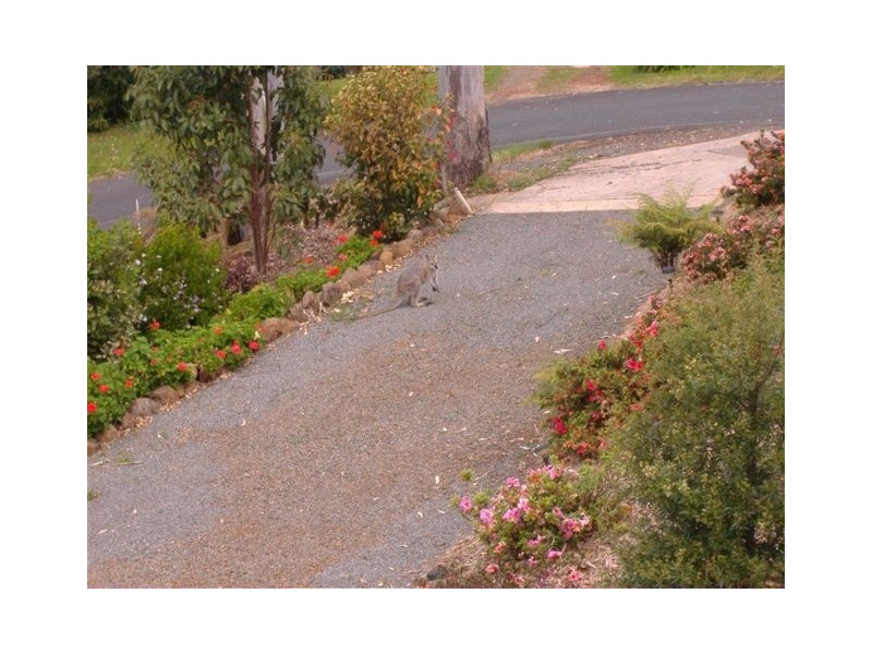 Tamborine Mountain QLD 4272