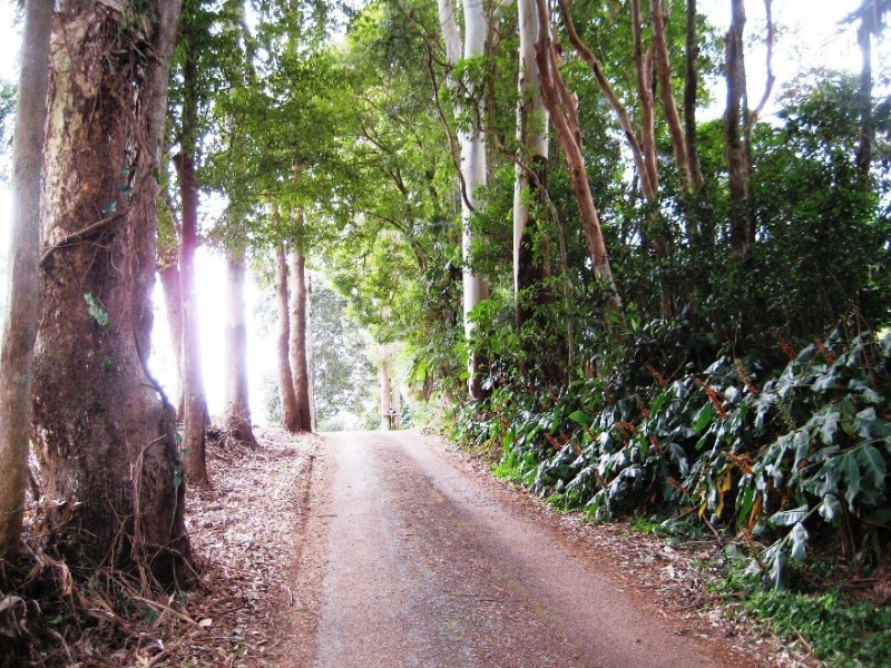 470 Main Western Road, Tamborine Mountain QLD 4272