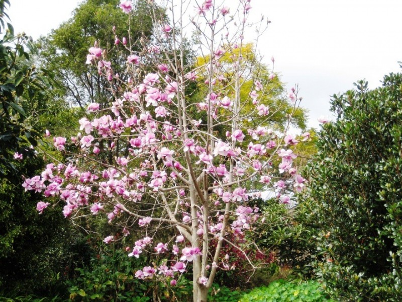 470 Main Western Road, Tamborine Mountain QLD 4272