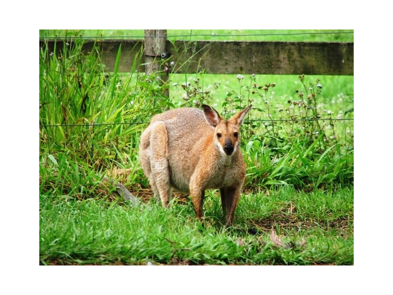80 Mungindie Court, Mount Nathan QLD 4211