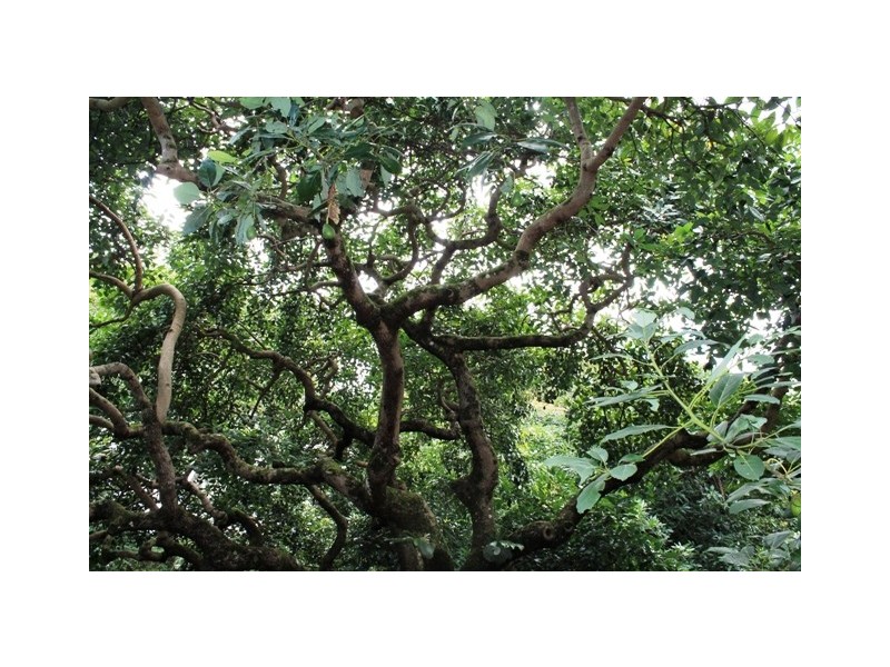 Tamborine Mountain QLD 4272