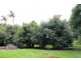 Tamborine Mountain QLD 4272
