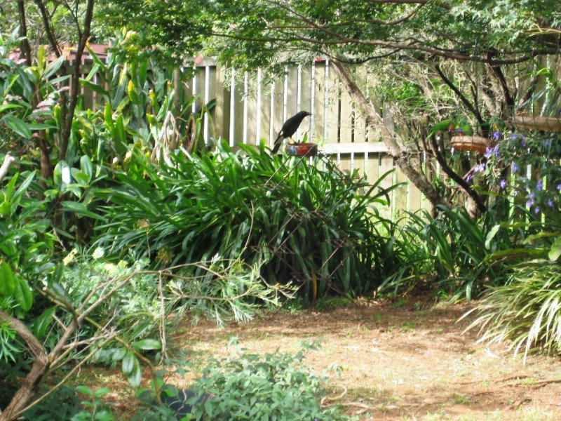 Tamborine Mountain QLD 4272