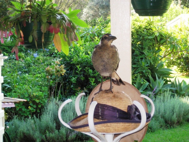 Tamborine Mountain QLD 4272