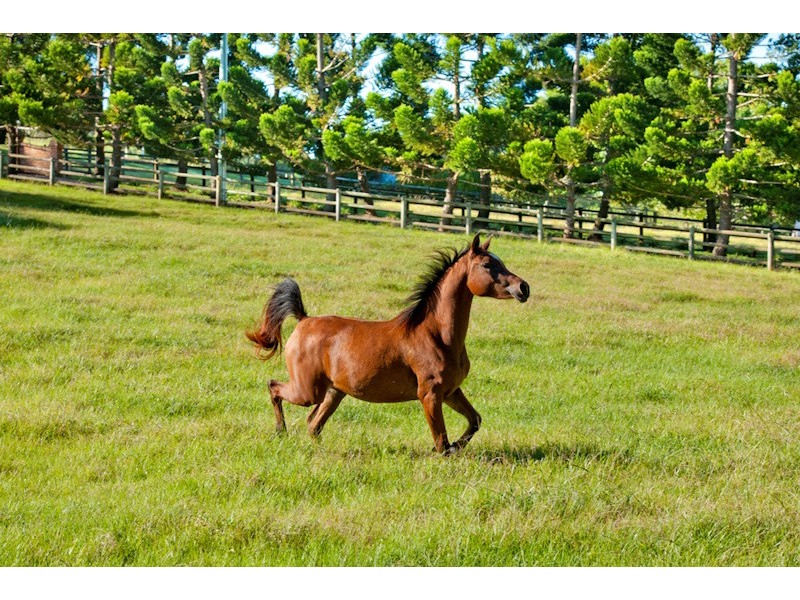 123 Lanes Road, Wongawallan QLD 4210