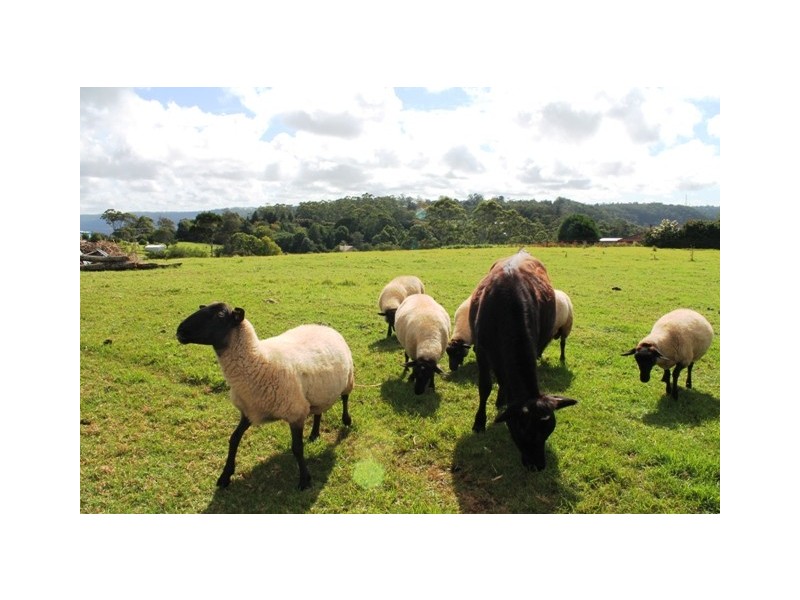Tamborine Mountain QLD 4272