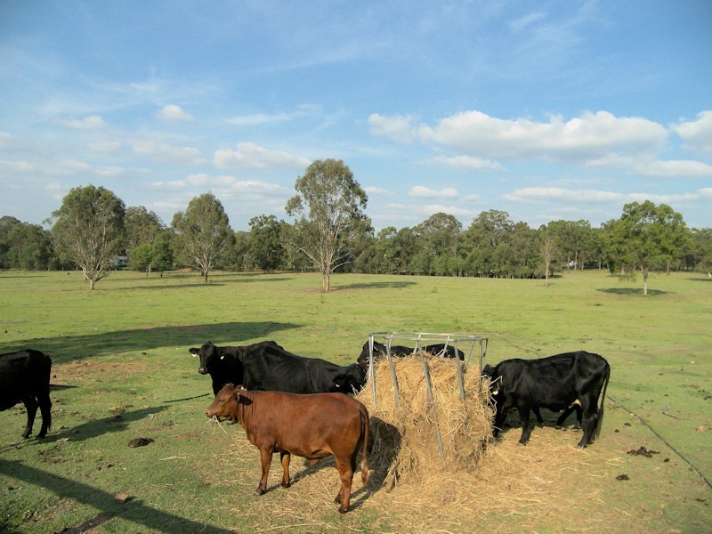 117 Veresdale Scrub Road, Veresdale QLD 4285