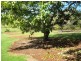 59 Benowa St, Tamborine Mountain QLD 4272