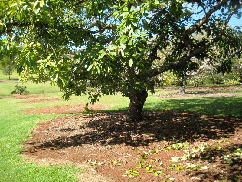 59 Benowa St, Tamborine Mountain QLD 4272
