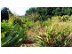 31 Witherby Cres, Tamborine Mountain QLD 4272