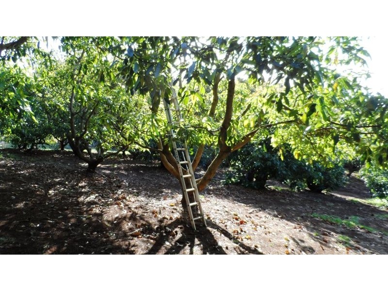 MacDonnell Rd Eagle Heights, Tamborine Mountain QLD 4272