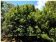 Tamborine Mountain QLD 4272