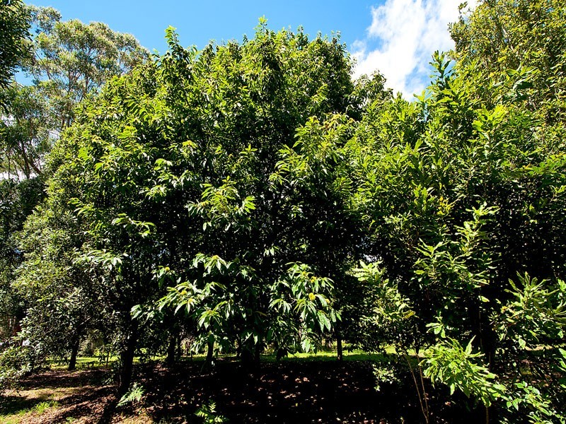 Tamborine Mountain QLD 4272