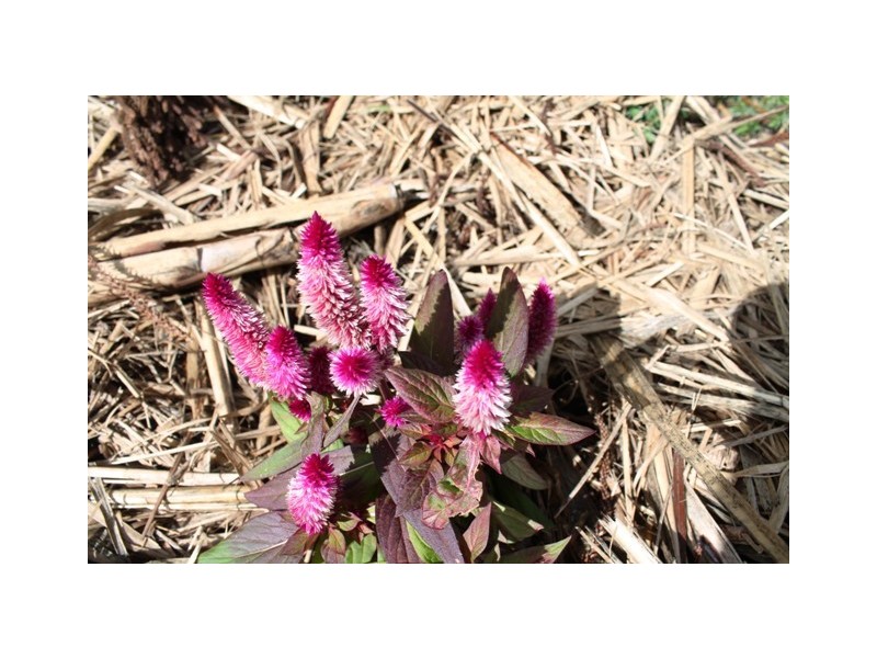 North Tamborine QLD 4272