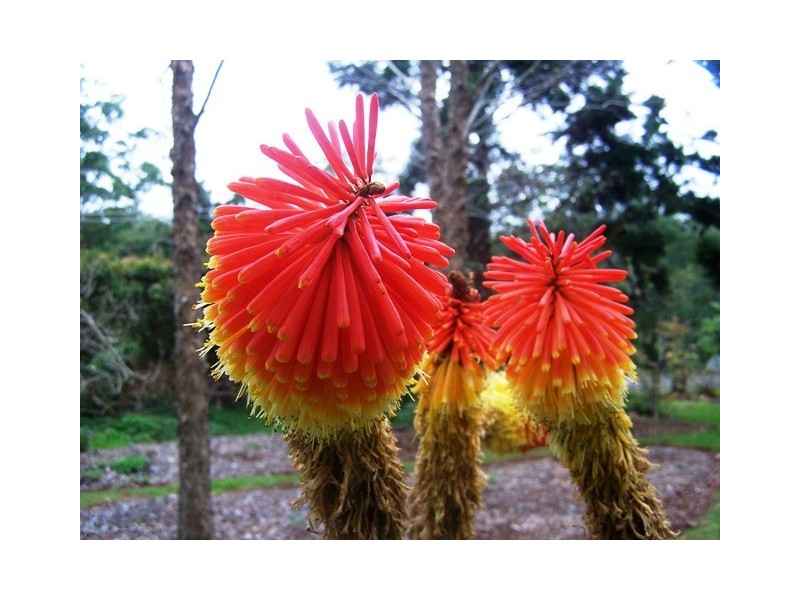 27 Yuulong Street, North Tamborine QLD 4272