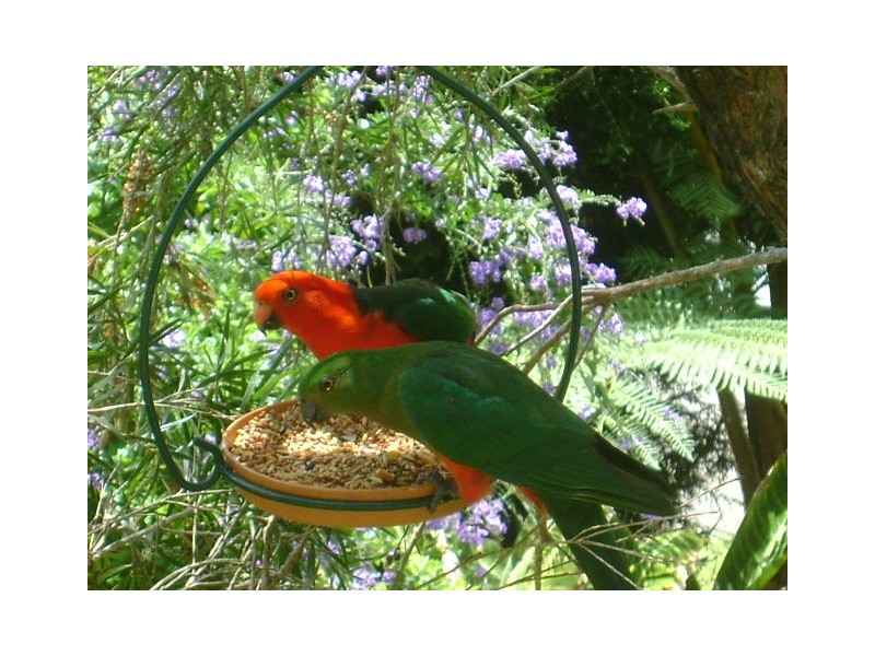 10 Teton Court, Tamborine Mountain QLD 4272