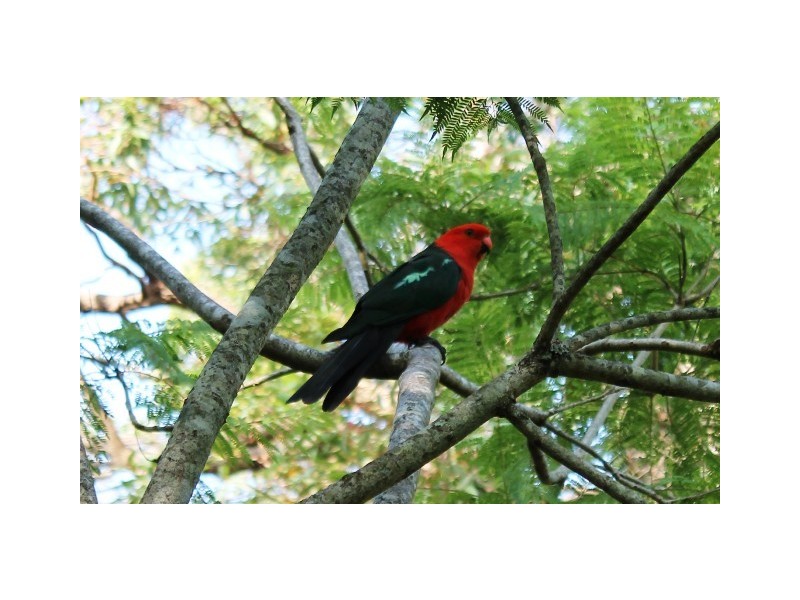 76 Magnetic Dve, Tamborine Mountain QLD 4272