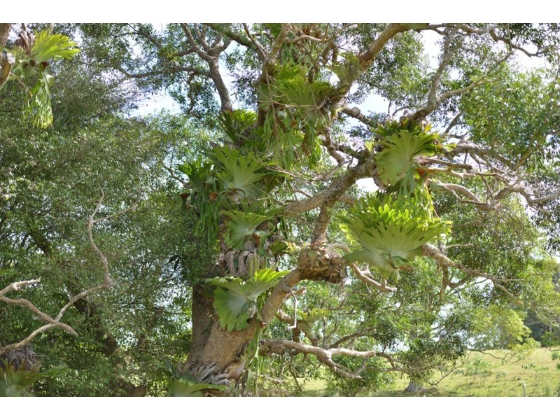 1568 Beechmont Rd, Beechmont QLD 4211