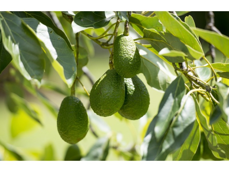 103 Beacon Road, Tamborine Mountain QLD 4272