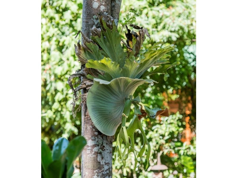 103 Beacon Road, Tamborine Mountain QLD 4272