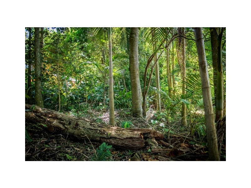 103 Beacon Road, Tamborine Mountain QLD 4272