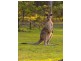 297 Leach Road, Tamborine QLD 4270