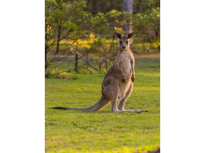 297 Leach Road, Tamborine QLD 4270