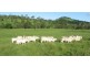 Sarina QLD 4737