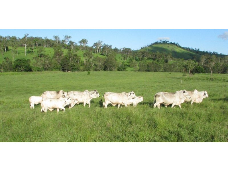 Sarina QLD 4737
